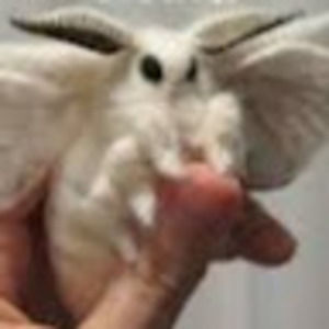 Meet your Posher, Lilly ann